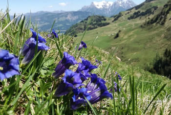 Alpenblumengarten Kitzbühel Tanzfreizeit