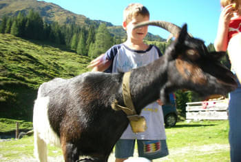 Wildlife park with free-roaming animals Kitzbühel Alps