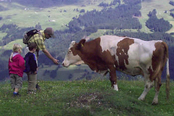 On you with the cow - hiking with children in the Kitzbühel Alps