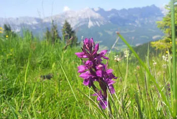 Pure nature in the mountains - hiking holiday Kitzbühel Alps