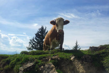 Nature vaches montagnes Tyrol Alpes