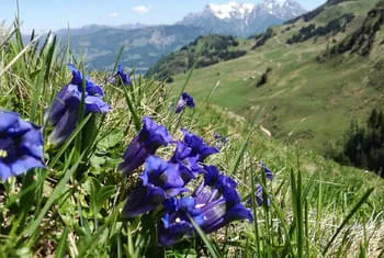 Alpenblumengarten Kitzbühel danse temps libre