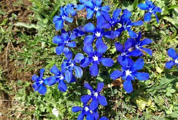 Alpenblumen - Tanzferien bei Kitzbühel