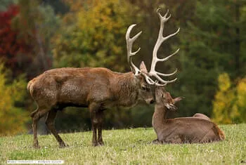 Wildpark Aurach ©Danny Verhasselt / Wildpark Aurach