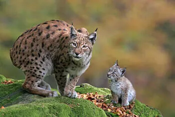 Wildpark Aurach ©Jozef de Fraine / Wildpark Aurach