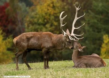 Wildlife Park Aurach